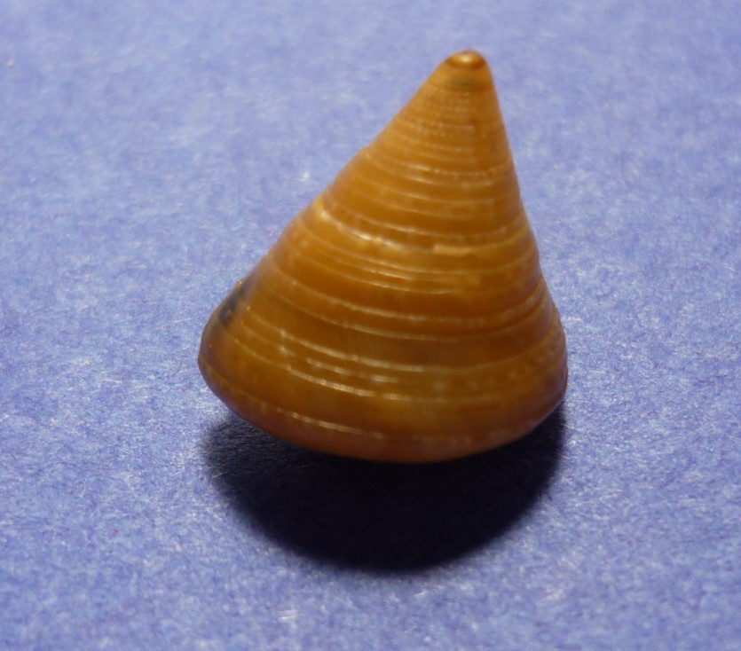 Calliostoma laugieri?